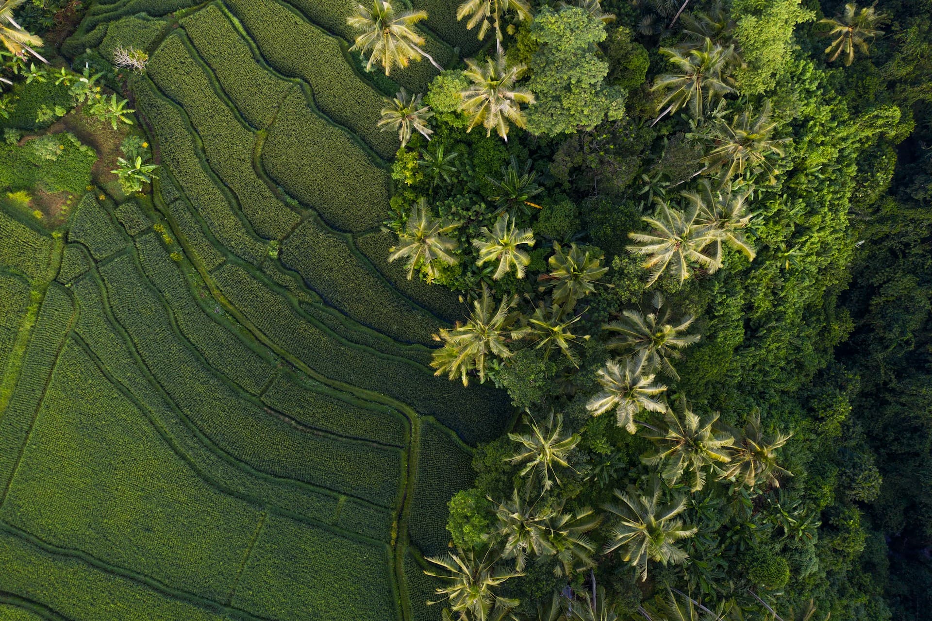 affordable wellness in Ubud