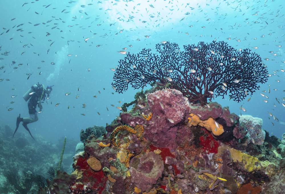 Scuba Anse Chastanet underwater worlds