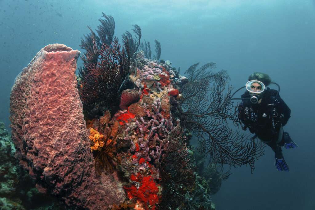 Scuba Anse Chastanet