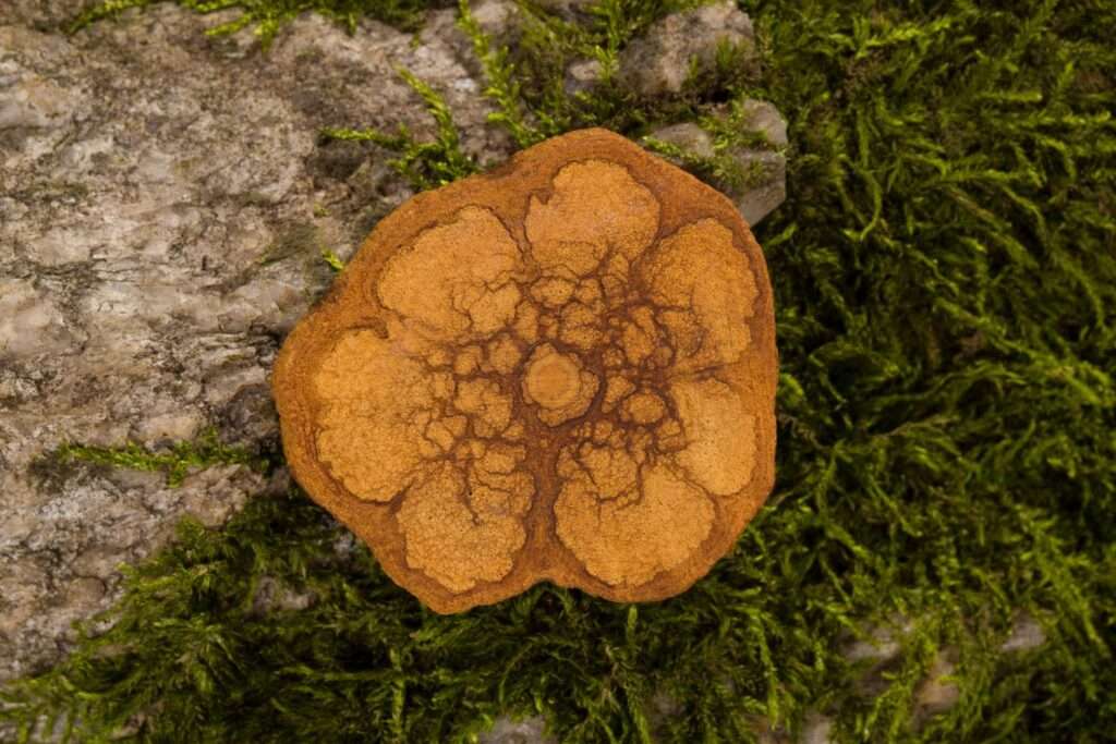 Ayahuasca