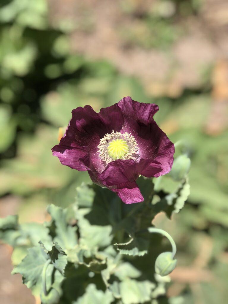 flowers at Babylonstoren