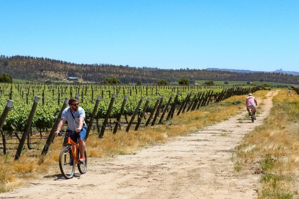 biking in Chilean Vineyards