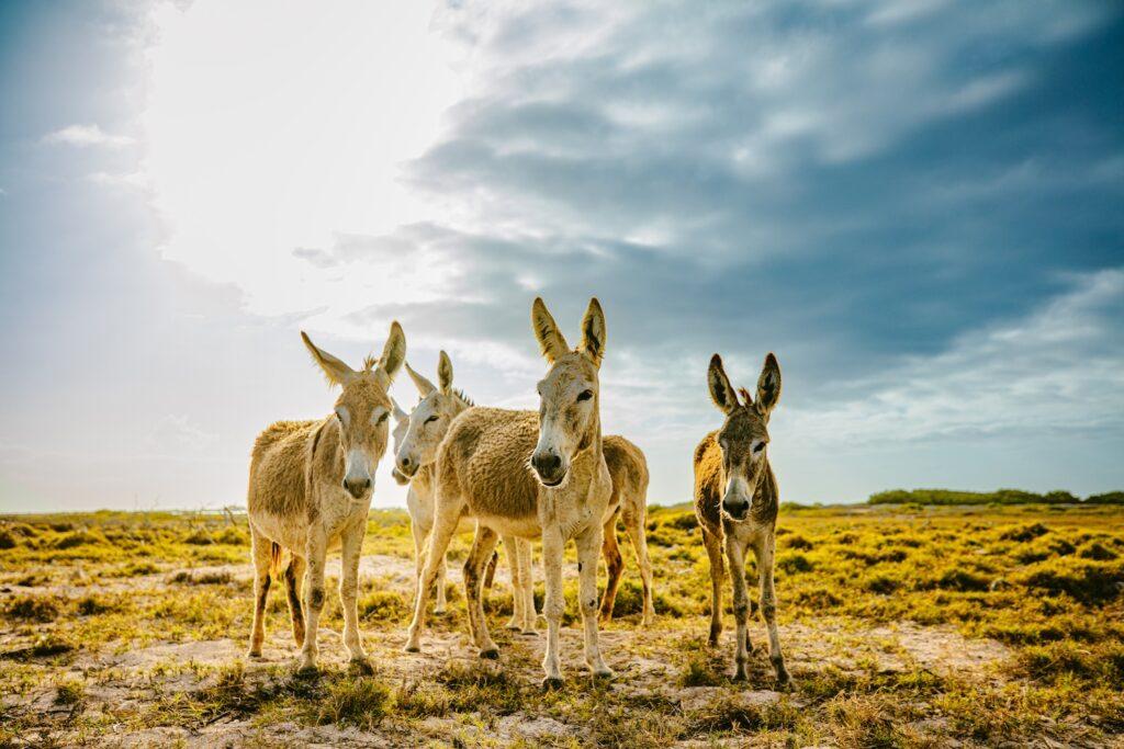Bonaire Donkeys