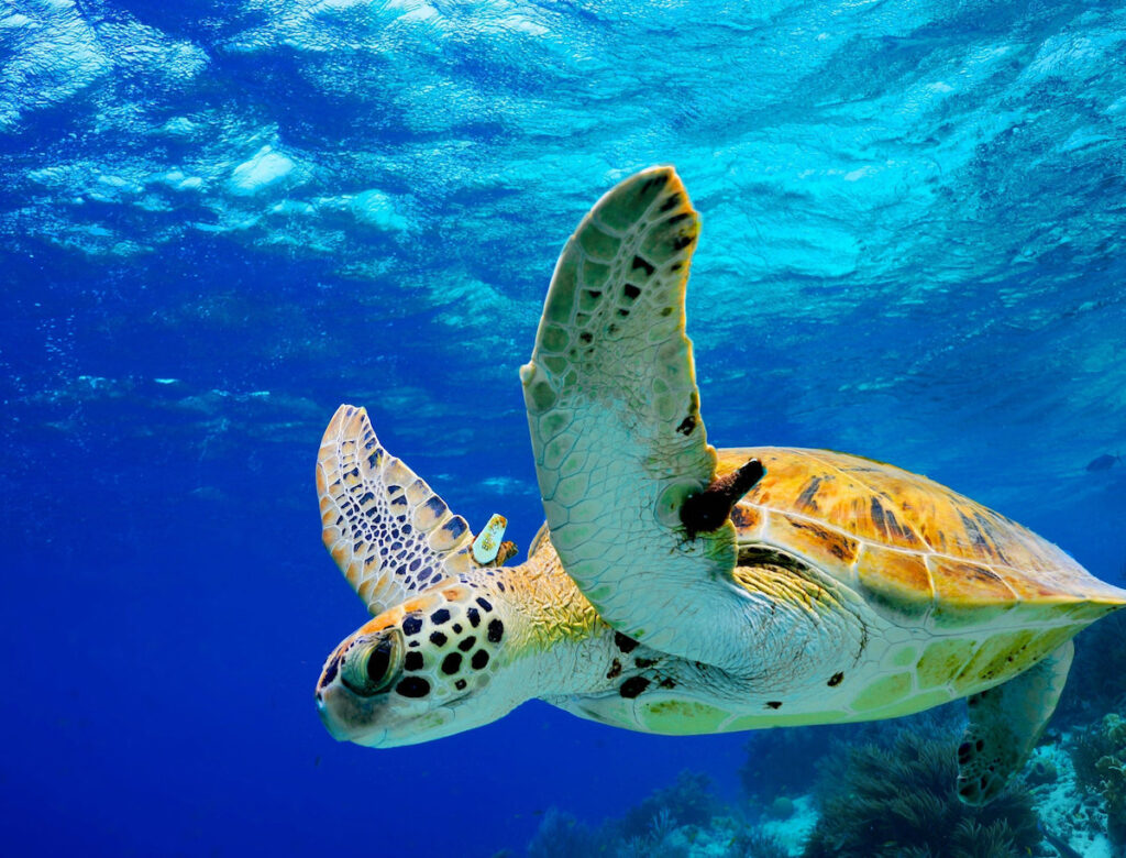 Bonaire turtle