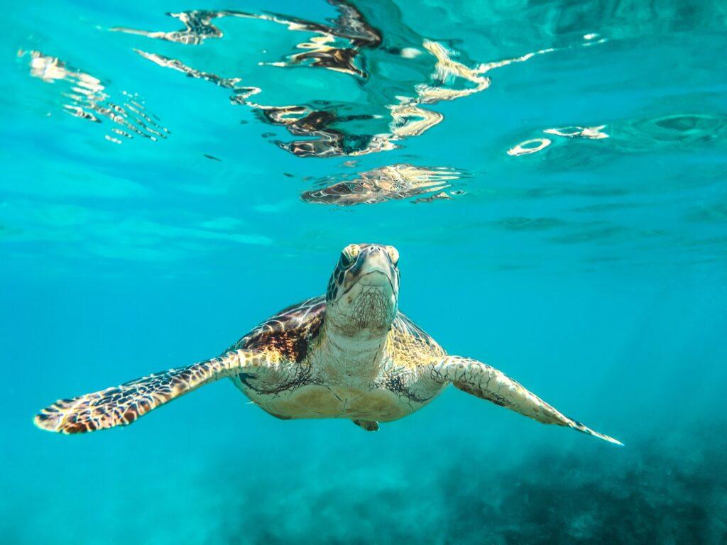 carribean island turtle