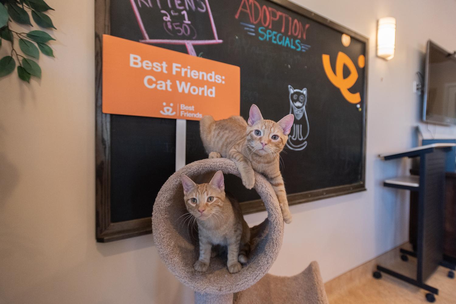 cat world