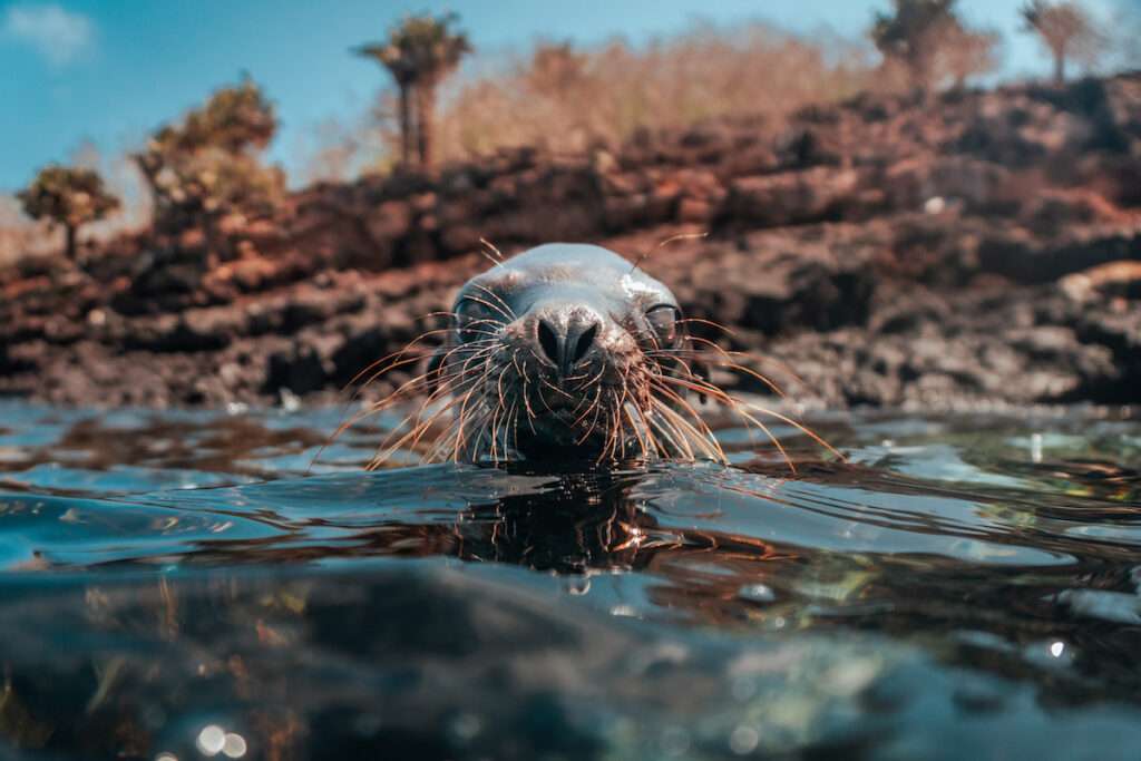 Ecoventura marine life in Galapagos