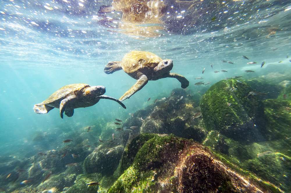 Ecoventura marine turtles