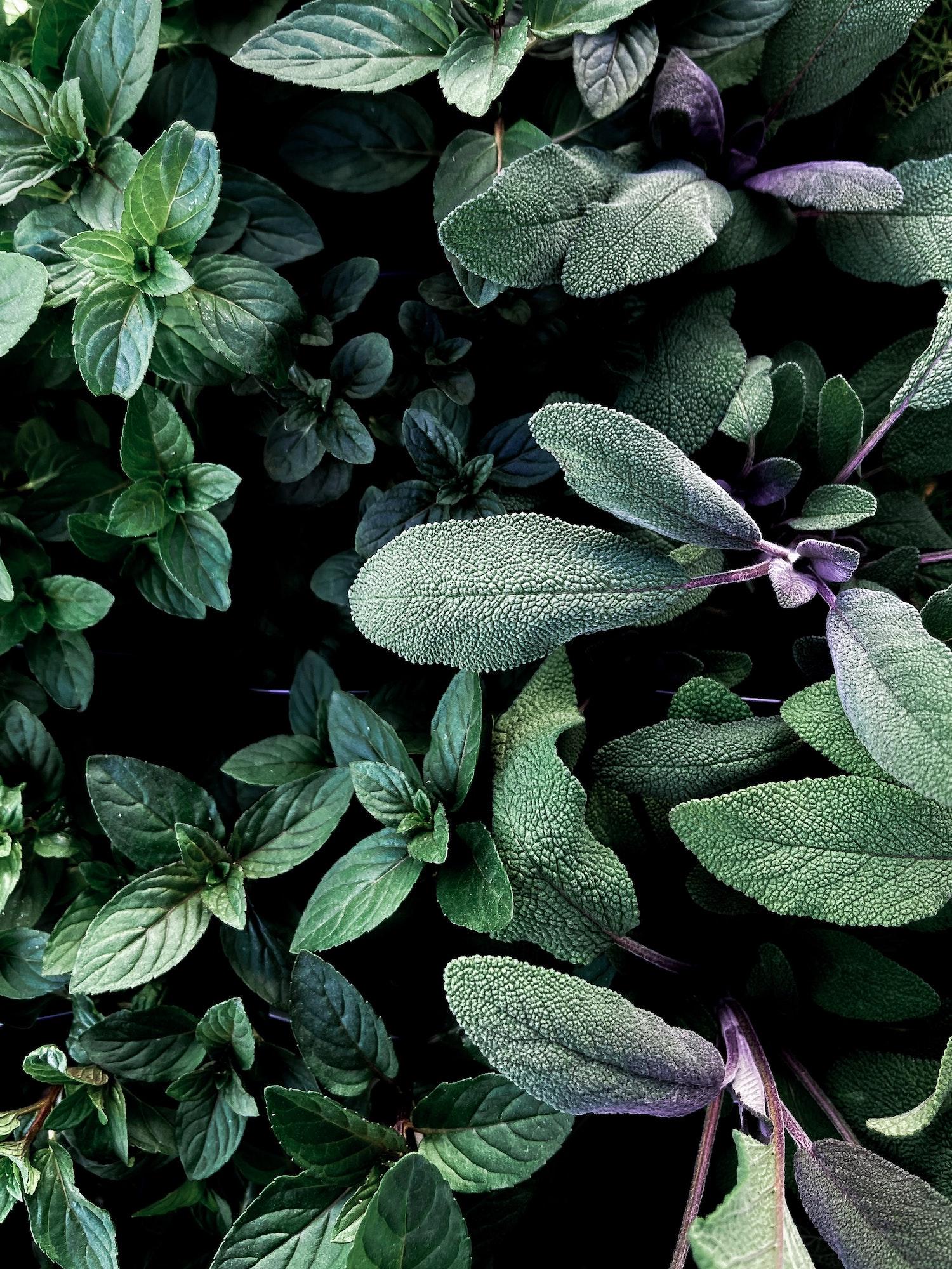 sage