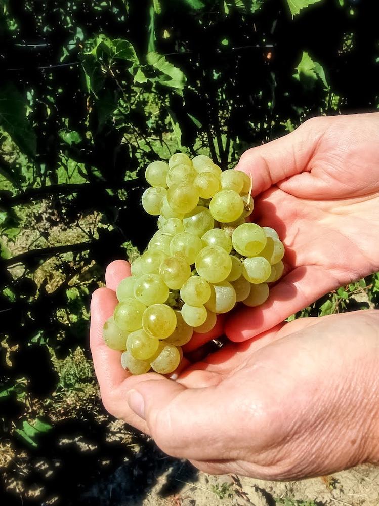 Bountiful harvest at Lamoreaux Vineyards