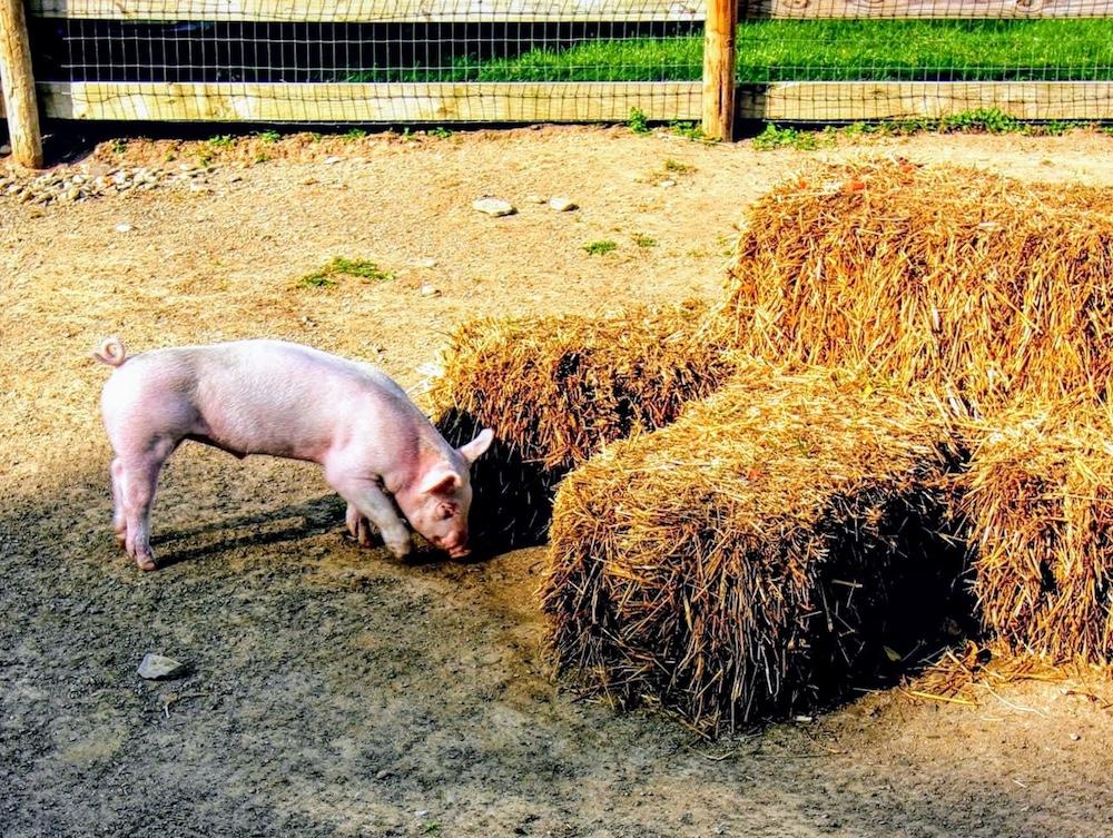 The happiest little piglet in the Finger Lakes