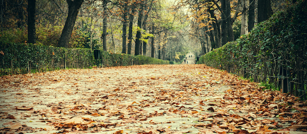 Retreat Path Leaves