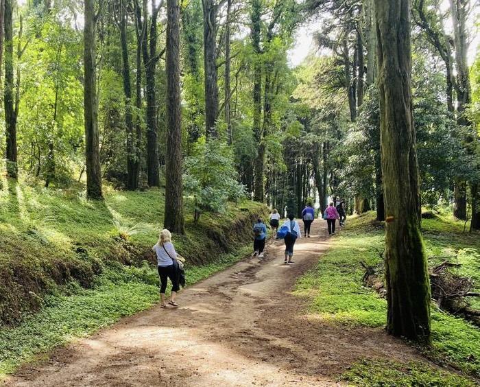 forest therapy