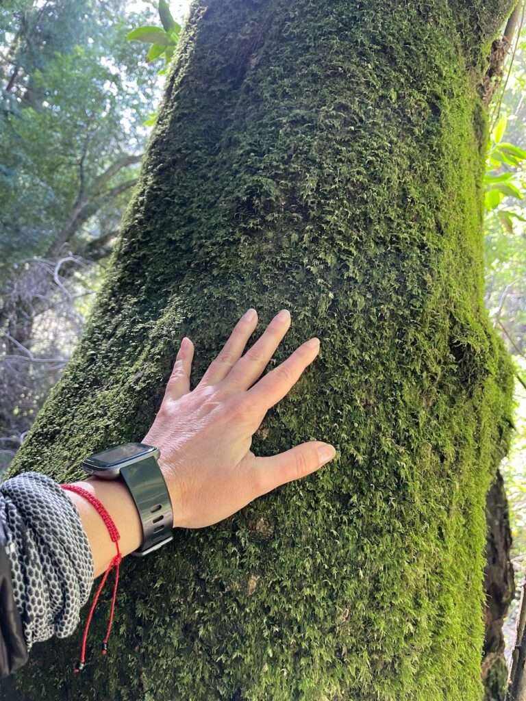 grey nomad Monique forest bathing