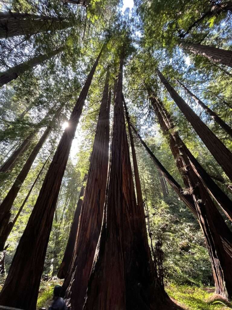 forest therapy