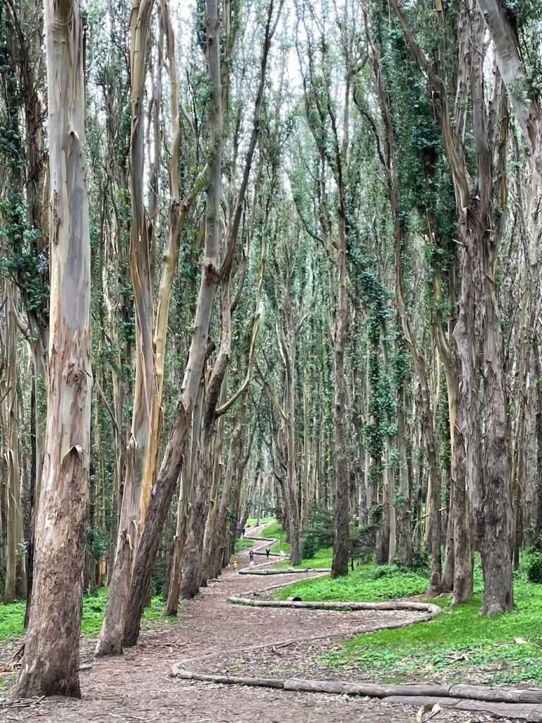 forest trail