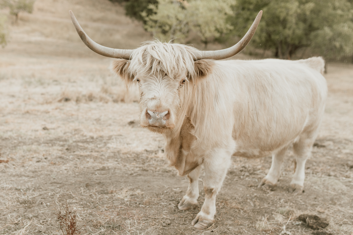 NewTree Ranch Sonoma Cow