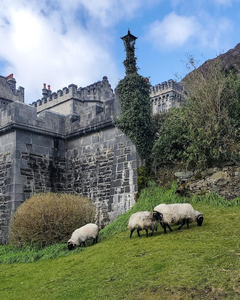 sheep grazing at Kylemore Abbey in Ireland