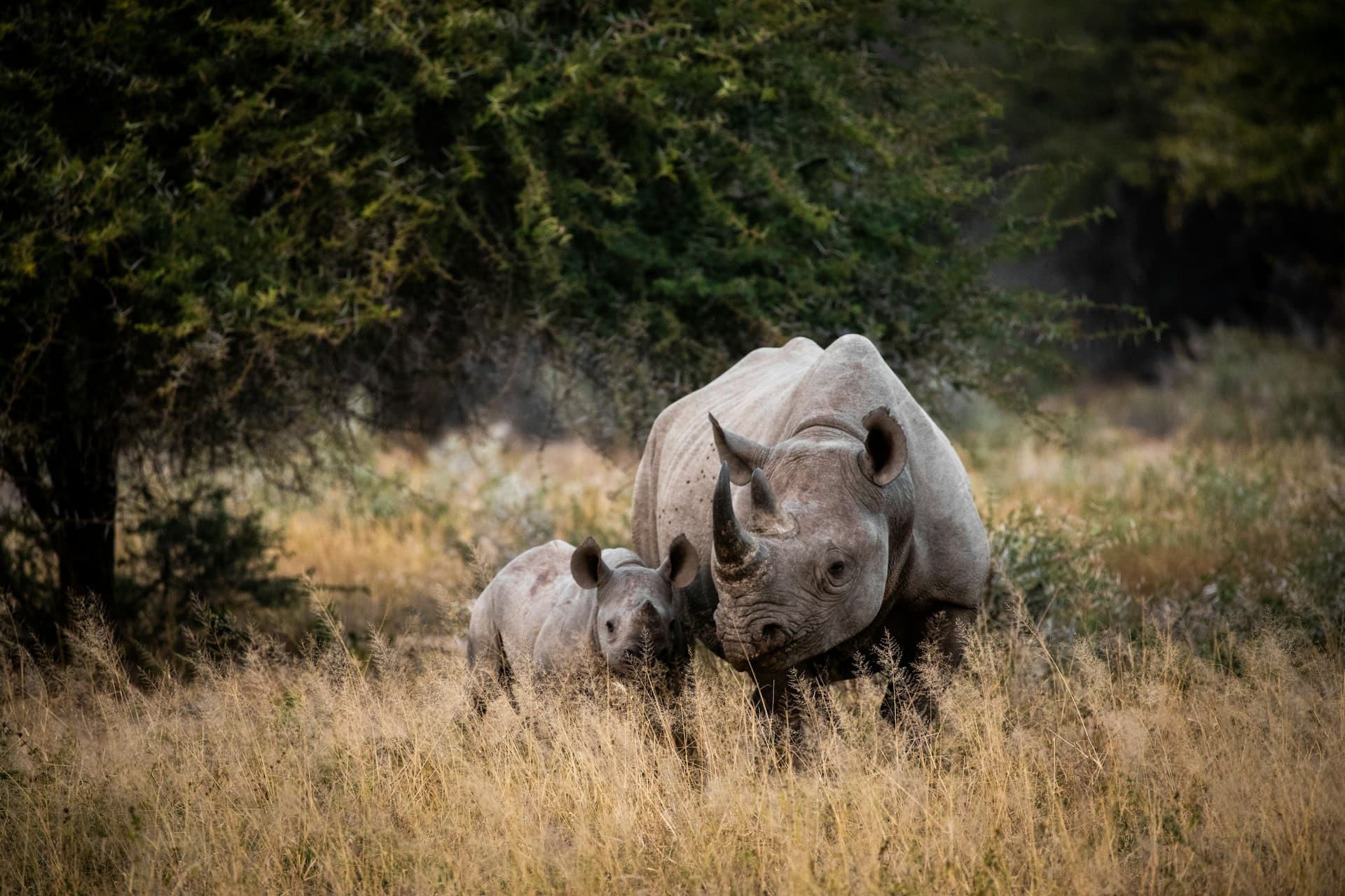 south africa retreat