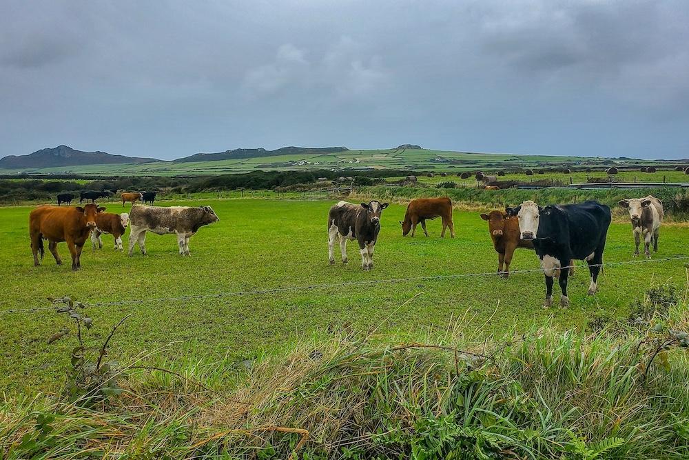 cows! in south wales