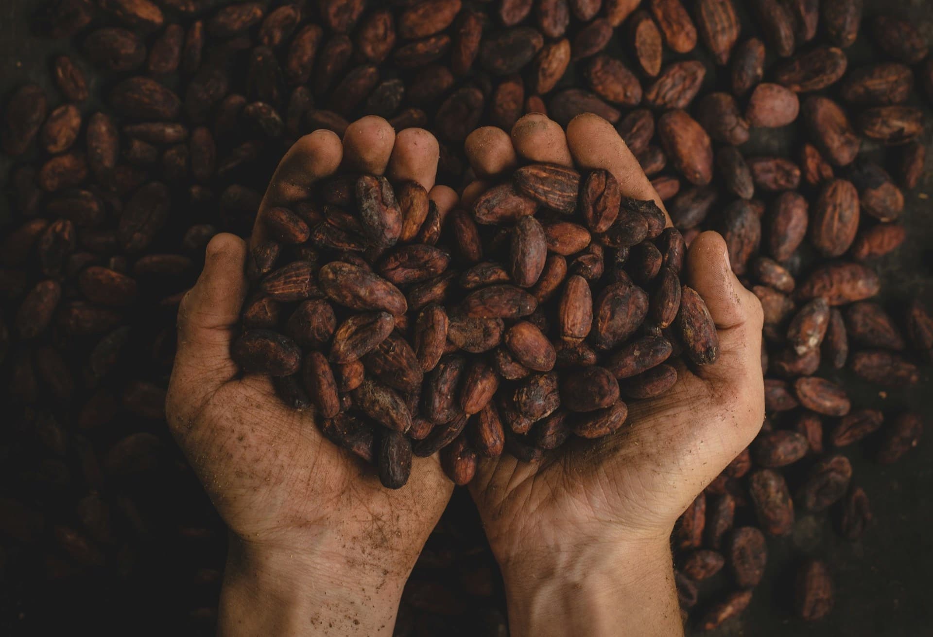 Wellness Rituals with Cacao Beans