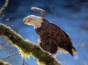 Bald Eagle