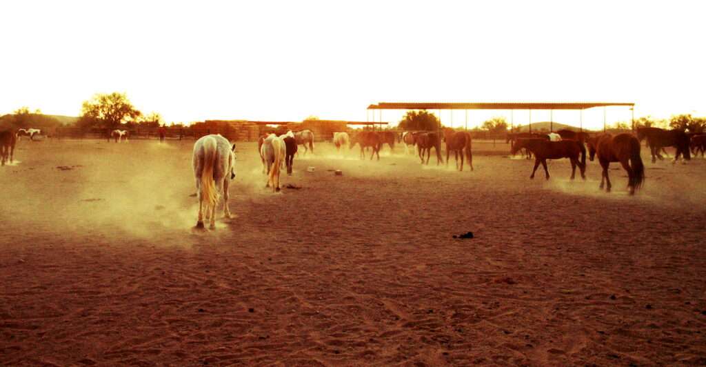 all inclusive wellness can be had at a ranch vacation