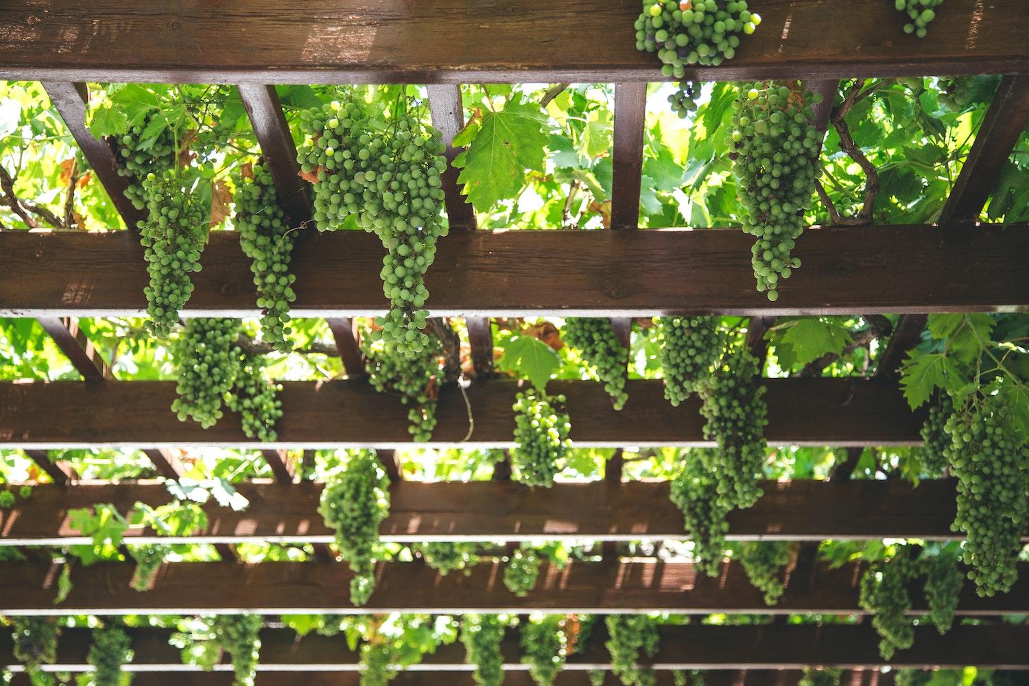 vineyard wine grapes
