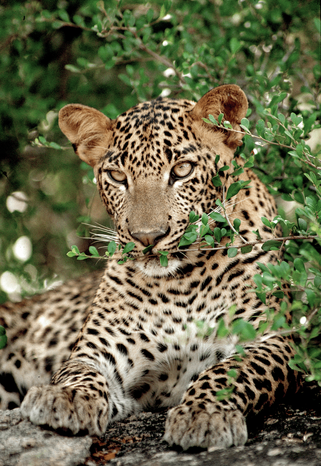 Jaguar